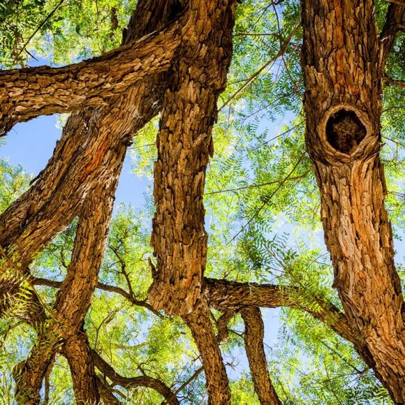 Rosewood Essential Oil in Amber Bottle - Picture 7 of 10